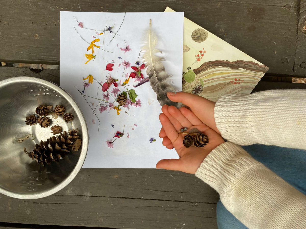 A five year old holds pinecones beside their collection of nature treasures in a bowl and on paper including flower petals, grasses, leaves, a feather, and more pinecones, beside them is also a illustration of a green gnome holding up a black walnut shell. 